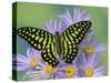 The Tailed Jay Butterfly on Flowers-Darrell Gulin-Stretched Canvas