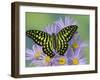 The Tailed Jay Butterfly on Flowers-Darrell Gulin-Framed Photographic Print