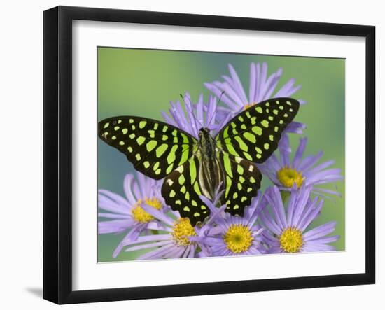 The Tailed Jay Butterfly on Flowers-Darrell Gulin-Framed Photographic Print