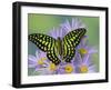 The Tailed Jay Butterfly on Flowers-Darrell Gulin-Framed Photographic Print