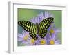 The Tailed Jay Butterfly on Flowers-Darrell Gulin-Framed Photographic Print