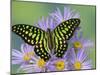 The Tailed Jay Butterfly on Flowers-Darrell Gulin-Mounted Photographic Print