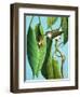 The Tailor Bird, 1970-R. B. Davis-Framed Giclee Print