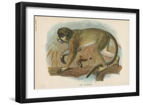 The Talapoin-null-Framed Premium Giclee Print