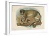 The Talapoin-null-Framed Premium Giclee Print
