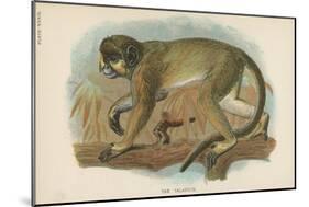 The Talapoin-null-Mounted Giclee Print