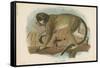 The Talapoin-null-Framed Stretched Canvas
