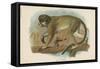 The Talapoin-null-Framed Stretched Canvas