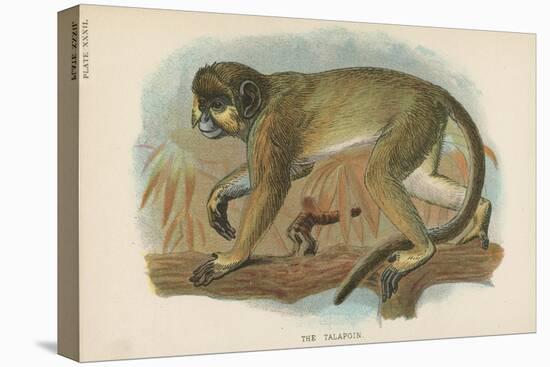 The Talapoin-null-Stretched Canvas