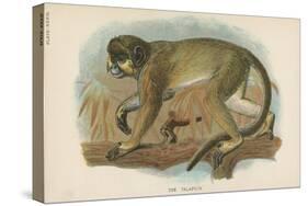 The Talapoin-null-Stretched Canvas