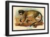 The Talapoin-G.r. Waterhouse-Framed Art Print