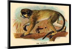 The Talapoin-G.r. Waterhouse-Mounted Art Print