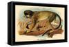 The Talapoin-G.r. Waterhouse-Framed Stretched Canvas