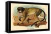 The Talapoin-G.r. Waterhouse-Framed Stretched Canvas