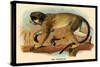 The Talapoin-G.r. Waterhouse-Stretched Canvas