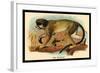 The Talapoin-G.r. Waterhouse-Framed Art Print