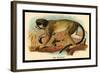 The Talapoin-G.r. Waterhouse-Framed Art Print