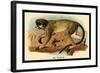 The Talapoin-G.r. Waterhouse-Framed Art Print