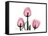 The Tallest Tulip-Albert Koetsier-Framed Stretched Canvas