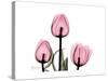 The Tallest Tulip-Albert Koetsier-Stretched Canvas