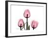 The Tallest Tulip-Albert Koetsier-Framed Art Print