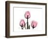 The Tallest Tulip-Albert Koetsier-Framed Art Print