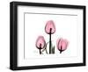 The Tallest Tulip-Albert Koetsier-Framed Art Print