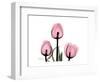 The Tallest Tulip-Albert Koetsier-Framed Art Print