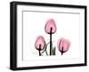 The Tallest Tulip-Albert Koetsier-Framed Art Print