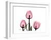 The Tallest Tulip-Albert Koetsier-Framed Art Print