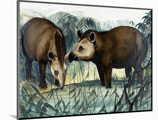 The Tapir-Arthur Oxenham-Mounted Giclee Print