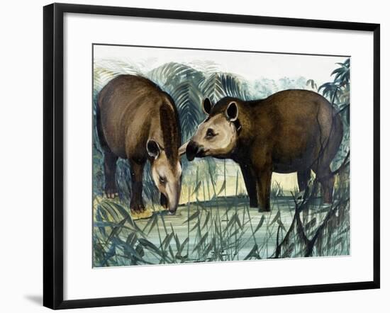 The Tapir-Arthur Oxenham-Framed Giclee Print
