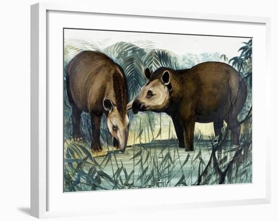 The Tapir-Arthur Oxenham-Framed Giclee Print