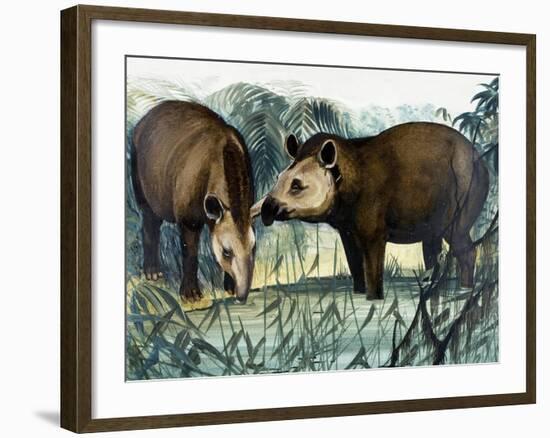 The Tapir-Arthur Oxenham-Framed Giclee Print