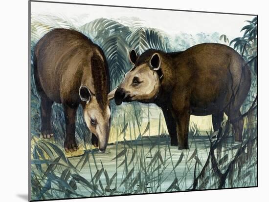 The Tapir-Arthur Oxenham-Mounted Giclee Print