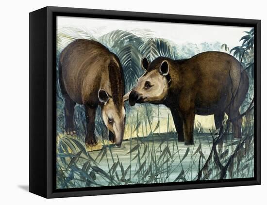 The Tapir-Arthur Oxenham-Framed Stretched Canvas