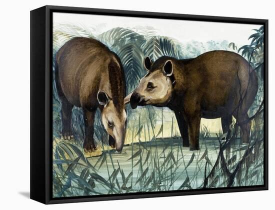 The Tapir-Arthur Oxenham-Framed Stretched Canvas