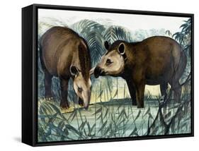 The Tapir-Arthur Oxenham-Framed Stretched Canvas