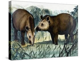 The Tapir-Arthur Oxenham-Stretched Canvas