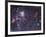 The Tarantula Nebula-Stocktrek Images-Framed Photographic Print