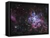 The Tarantula Nebula-Stocktrek Images-Framed Stretched Canvas