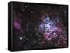 The Tarantula Nebula-Stocktrek Images-Framed Stretched Canvas