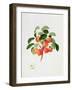 The Tartarian Crab Apple, 1819-William Hooker-Framed Giclee Print