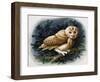 The Tawny Owl, 1970-John Chalkley-Framed Giclee Print