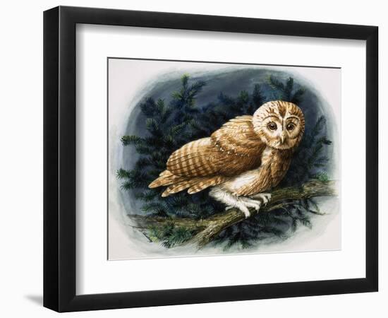 The Tawny Owl, 1970-John Chalkley-Framed Giclee Print