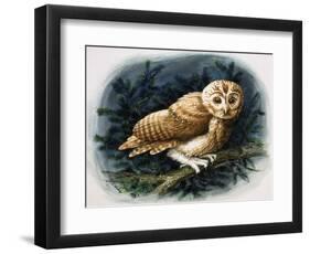 The Tawny Owl, 1970-John Chalkley-Framed Giclee Print