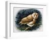 The Tawny Owl, 1970-John Chalkley-Framed Giclee Print