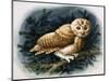 The Tawny Owl, 1970-John Chalkley-Mounted Giclee Print