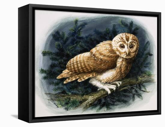 The Tawny Owl, 1970-John Chalkley-Framed Stretched Canvas