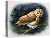 The Tawny Owl, 1970-John Chalkley-Stretched Canvas